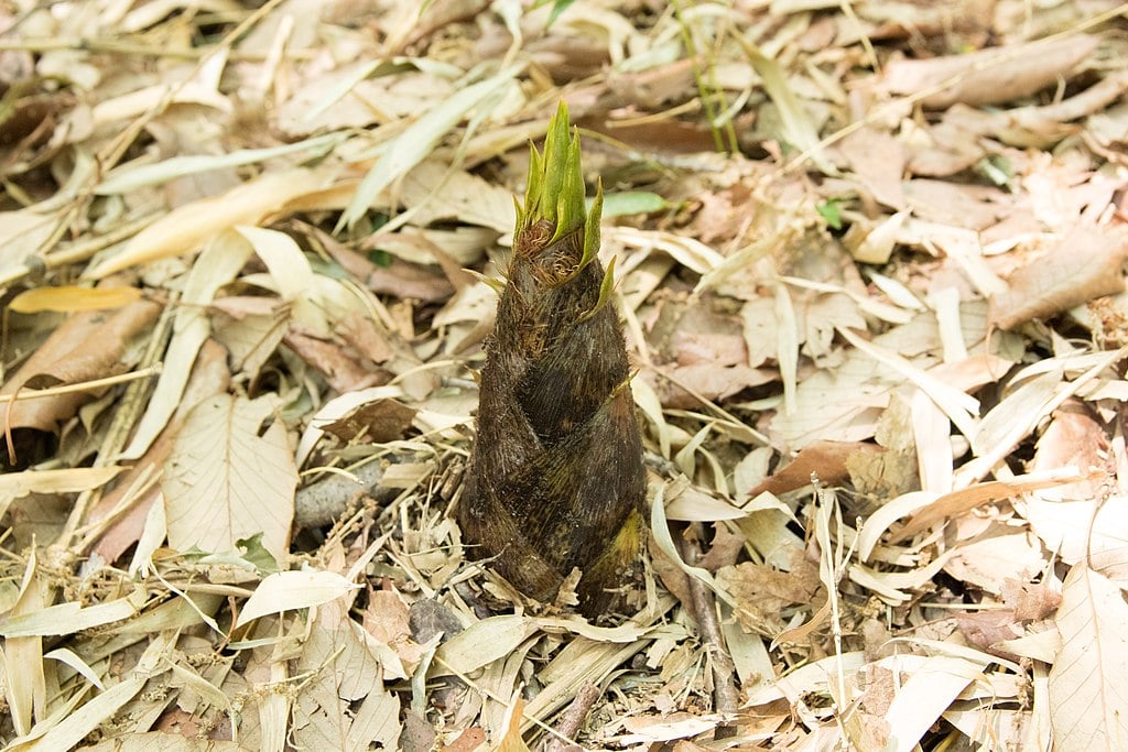 Moso Bamboo shoot emerging from ground in mulch