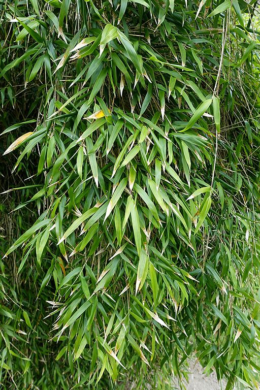 Phyllostachis bambusoides