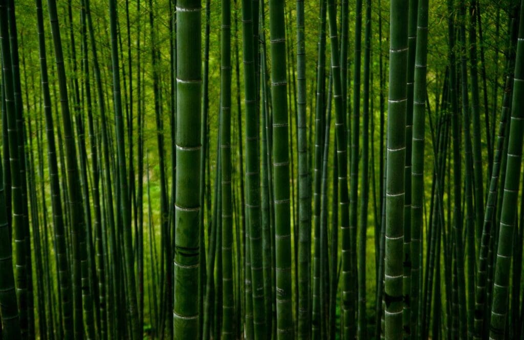 Dense bamboo forest