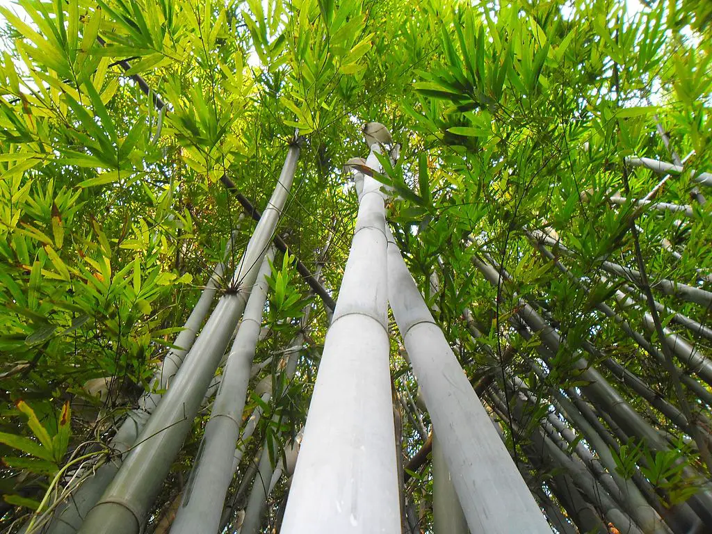 Bambusa chungii, Tropical Blue Bamboo, looking up along trunk stem
