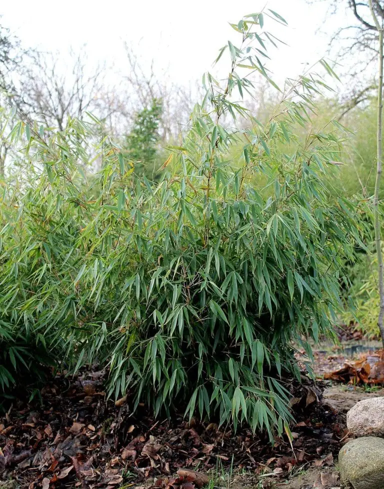 Bamboo Hedges - A Guide To Plan, Prepare, Plant And Maintain