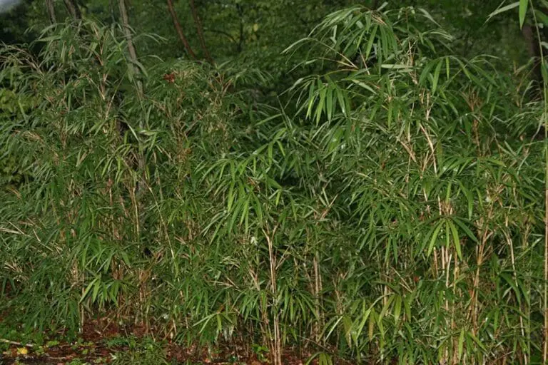 Arundinaria gigantea (Giant Cane) - Grow Guide