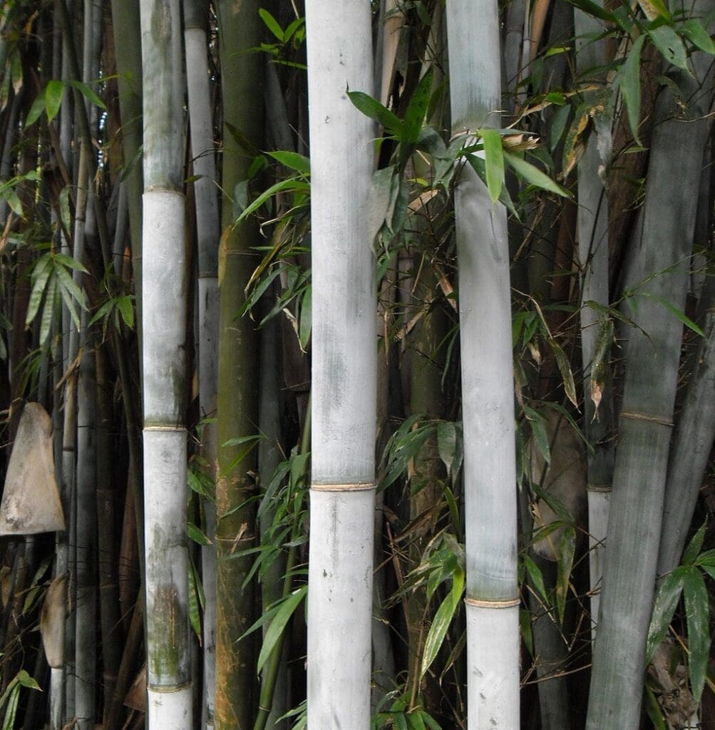 Bambusa chungii stems