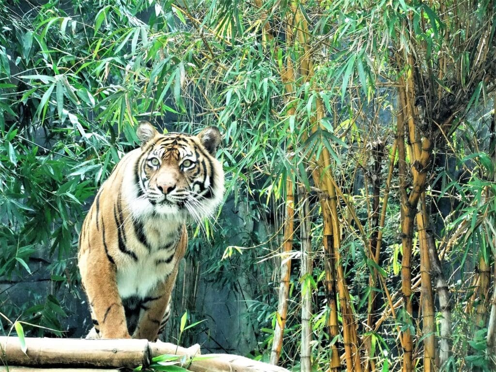 tiger in bamboo forest
