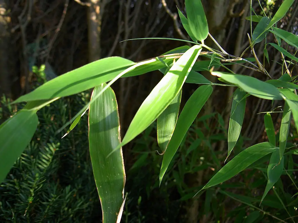 Fargesia Murielae leaves