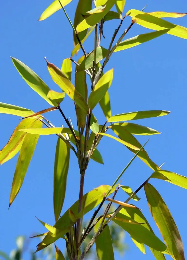 Fargesia nitida (Blue Fountain Bamboo) - Grow Guide