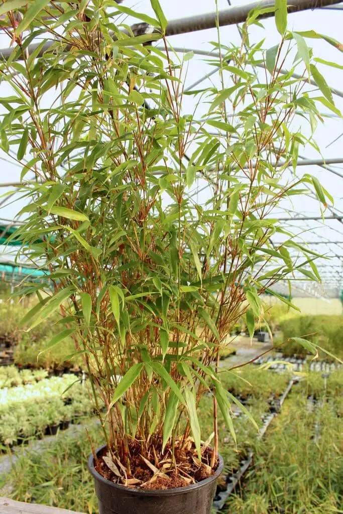 fargesia rufa bamboo growing in container