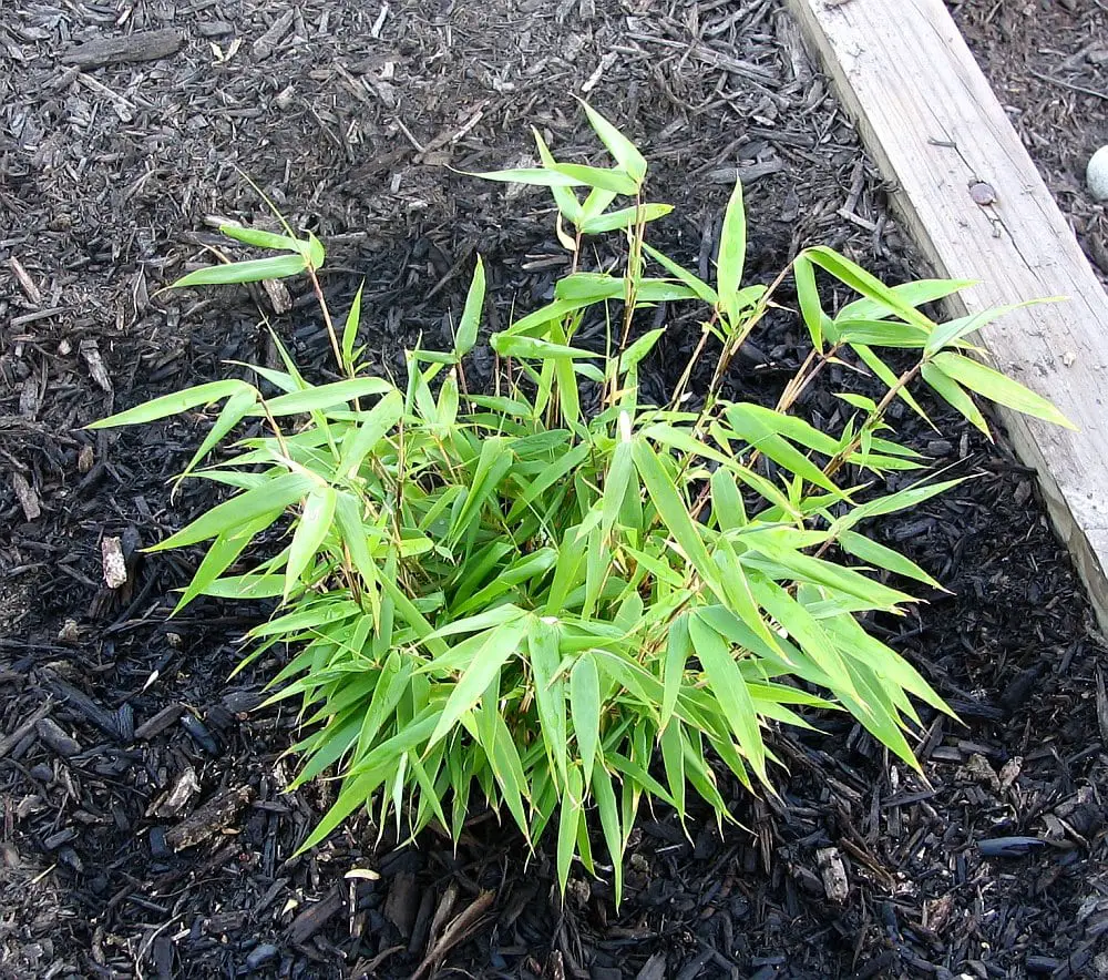 small Fargesia Rufa in black soil