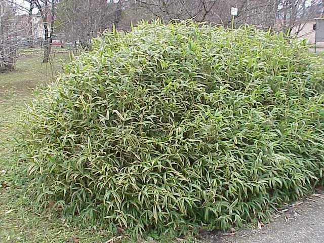 Pleioblastus pygmaeu (pygmy bamboo)