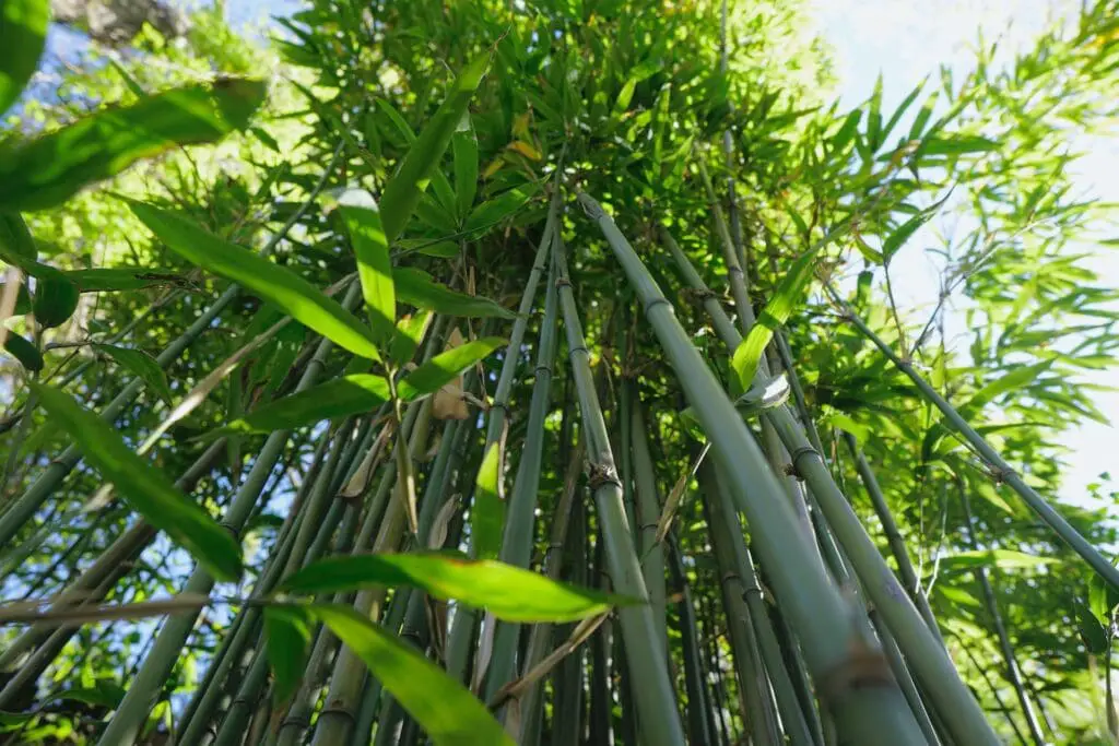 Bamboo plants