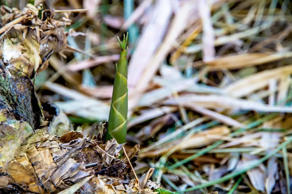 bamboo shoot emerging from the ground