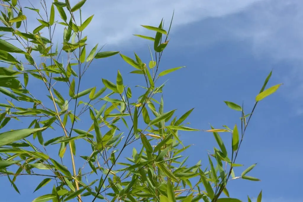 bamboo foliage with grey sky in background