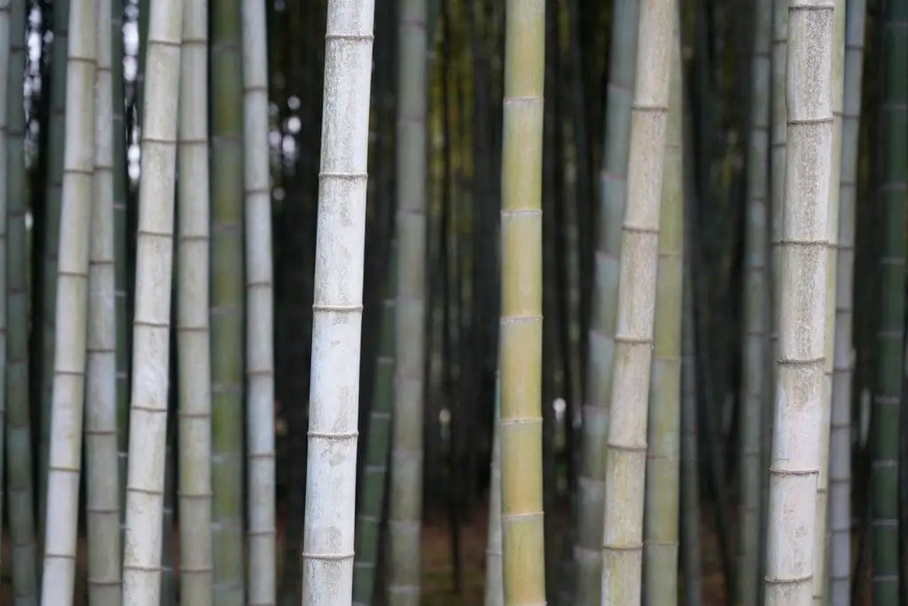 bamboo culms