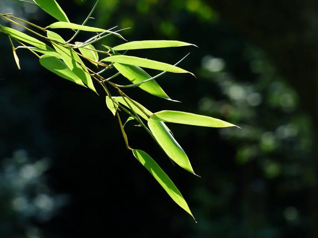 bamboo, bamboo leaves, leaves-167283.jpg