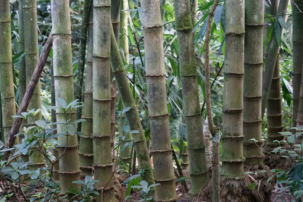 bamboo, bambusoideae, rhizome-1154424.jpg