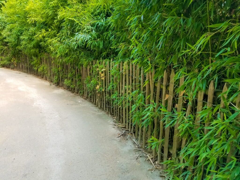 Bamboo hedge along curving fenceline