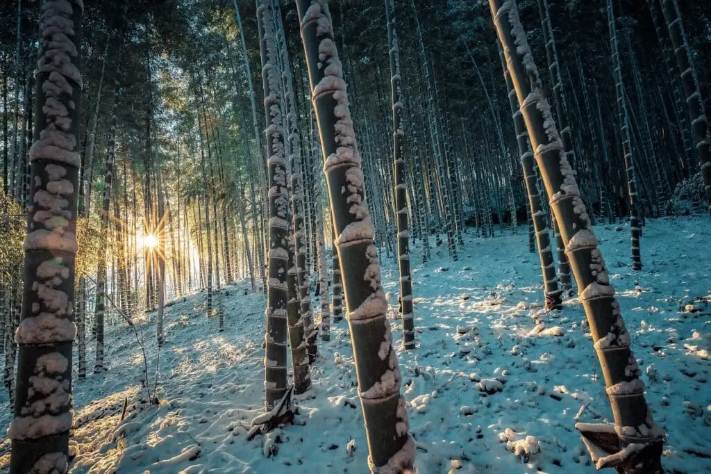 moso bamboo forest growing in snow covered ground