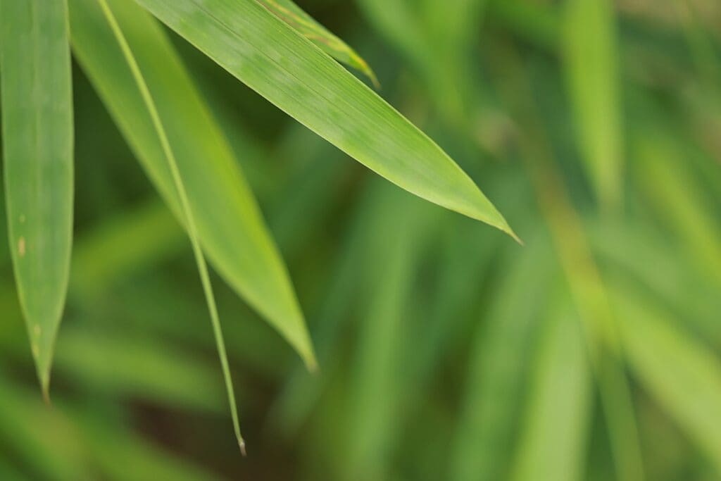 botany, bamboo, leaves-7045299.jpg