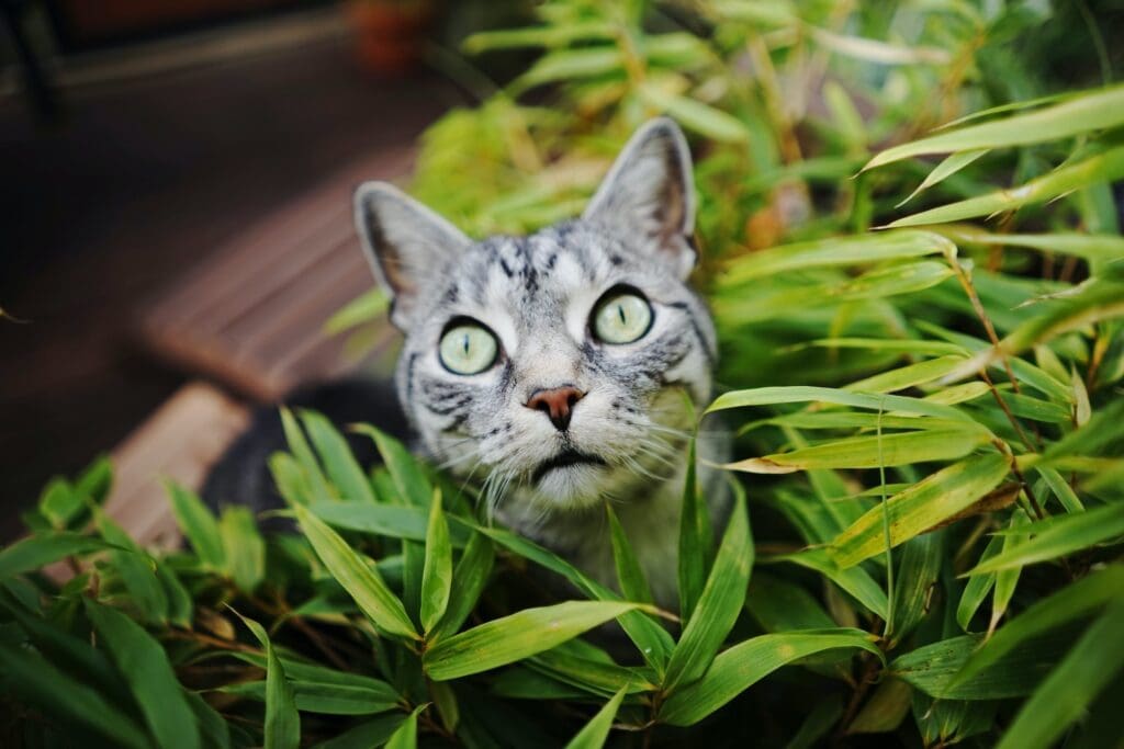 cat among bamboo