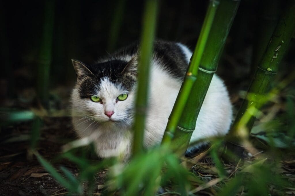 cat near bamboo