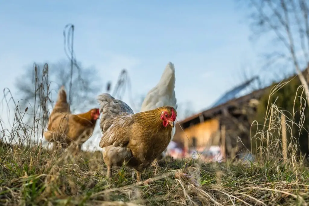 chickens, nature, hens-6078279.jpg