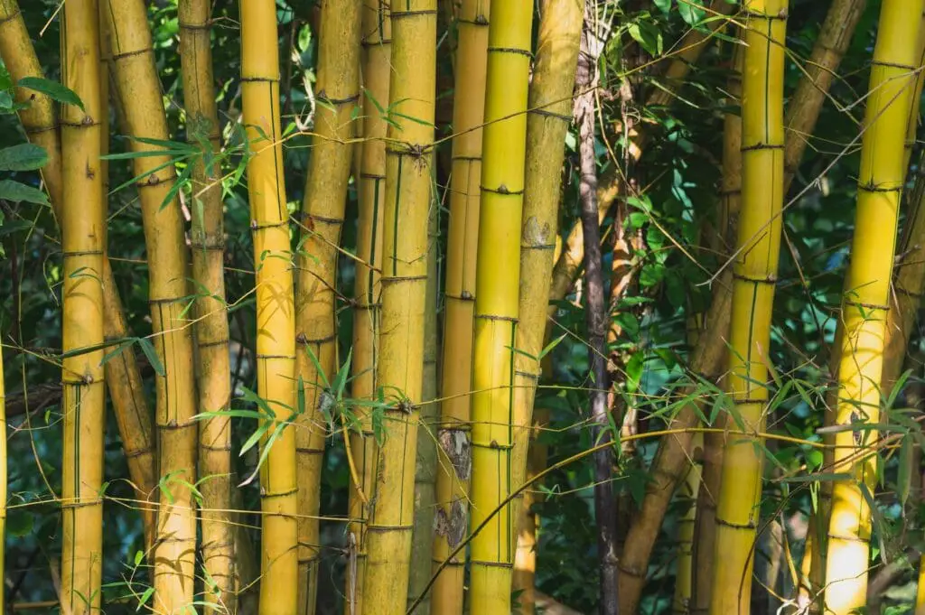 bamboo, yellow