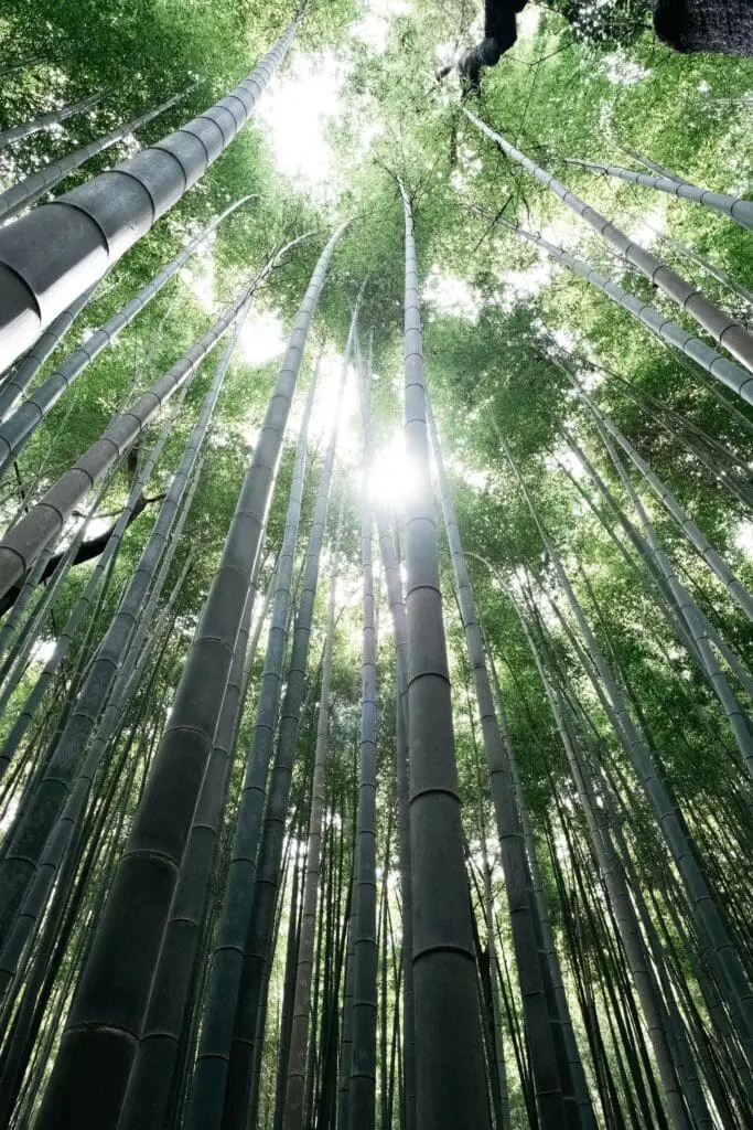 bamboo growing skyward