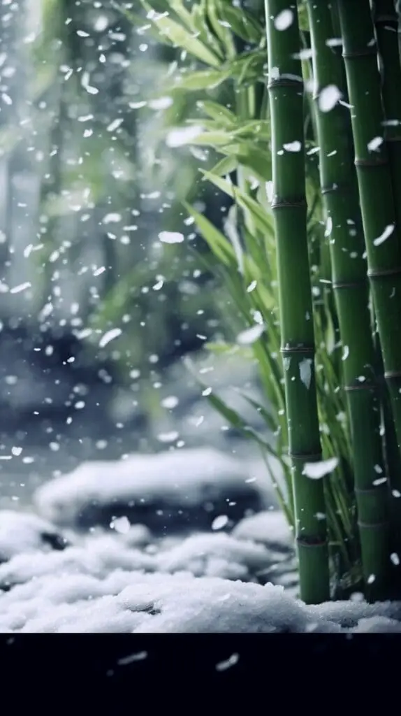 bamboo, plant, snow
