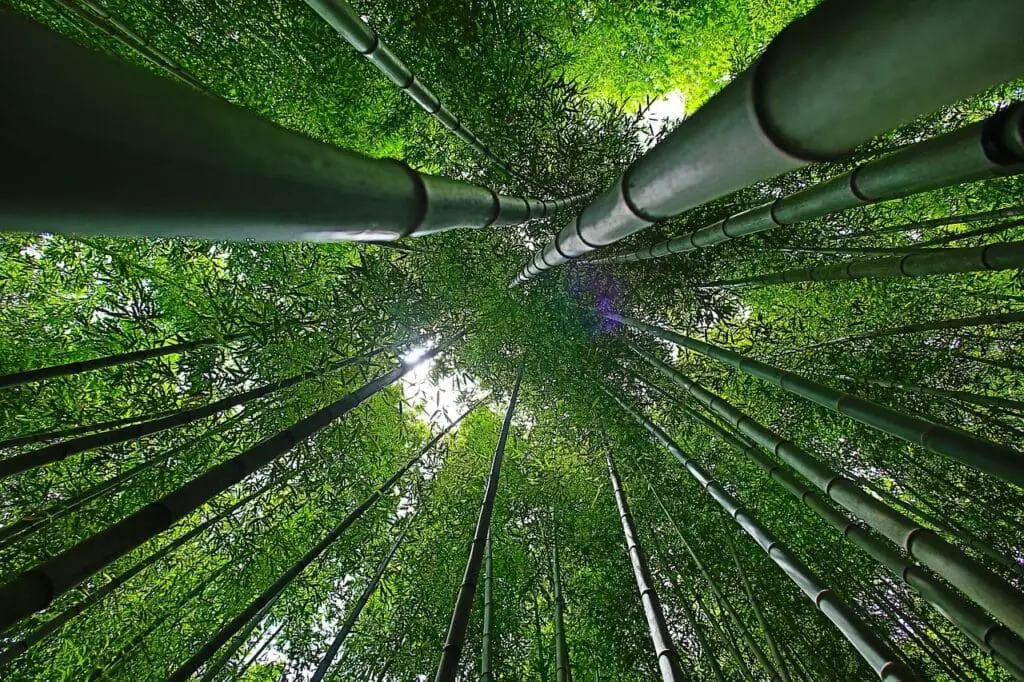 bamboo growing skyward