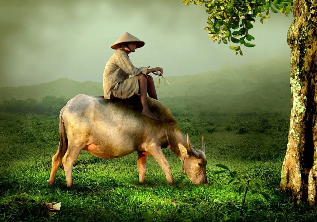 man, cow, riding-519246.jpg