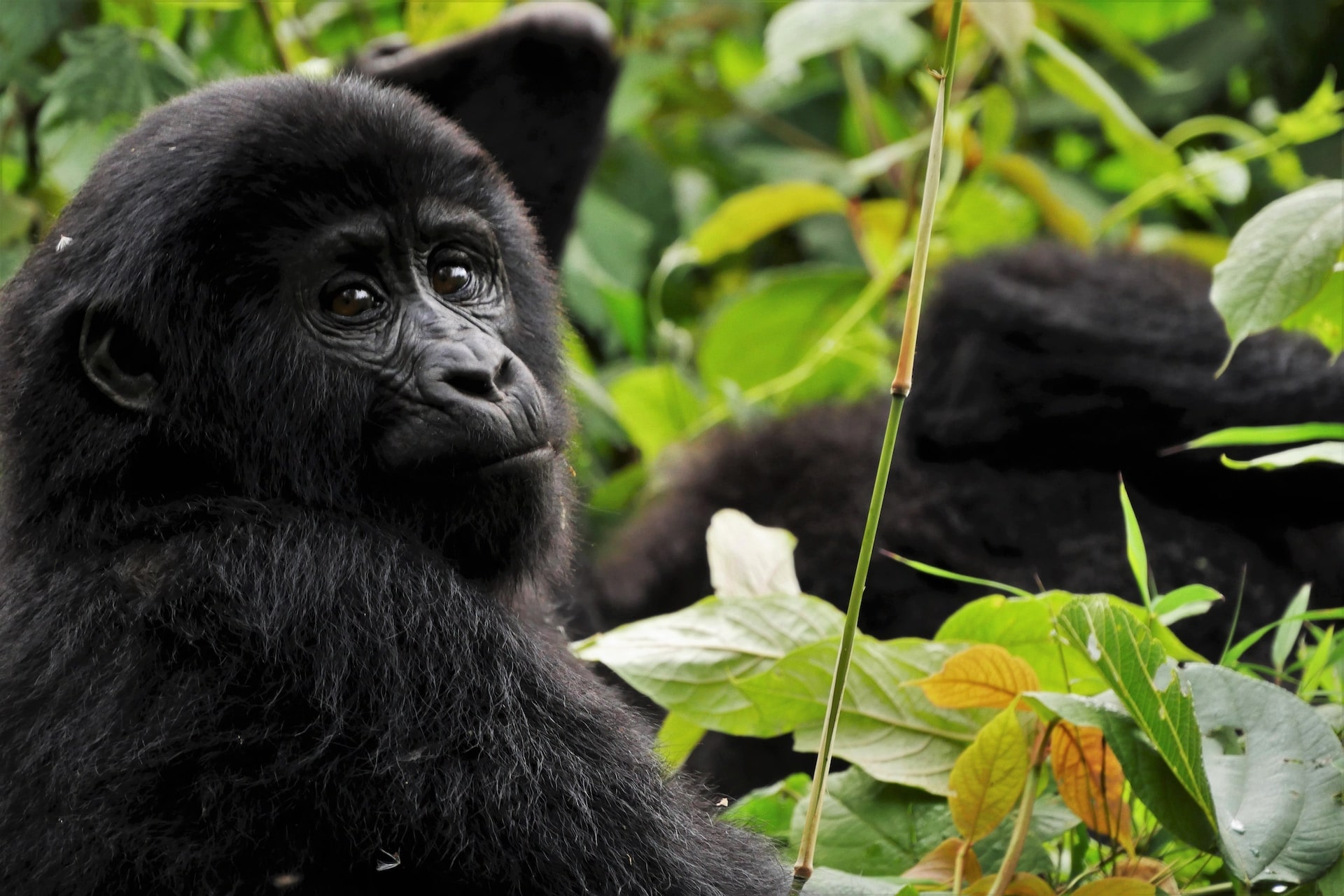 mountain gorilla in the forest