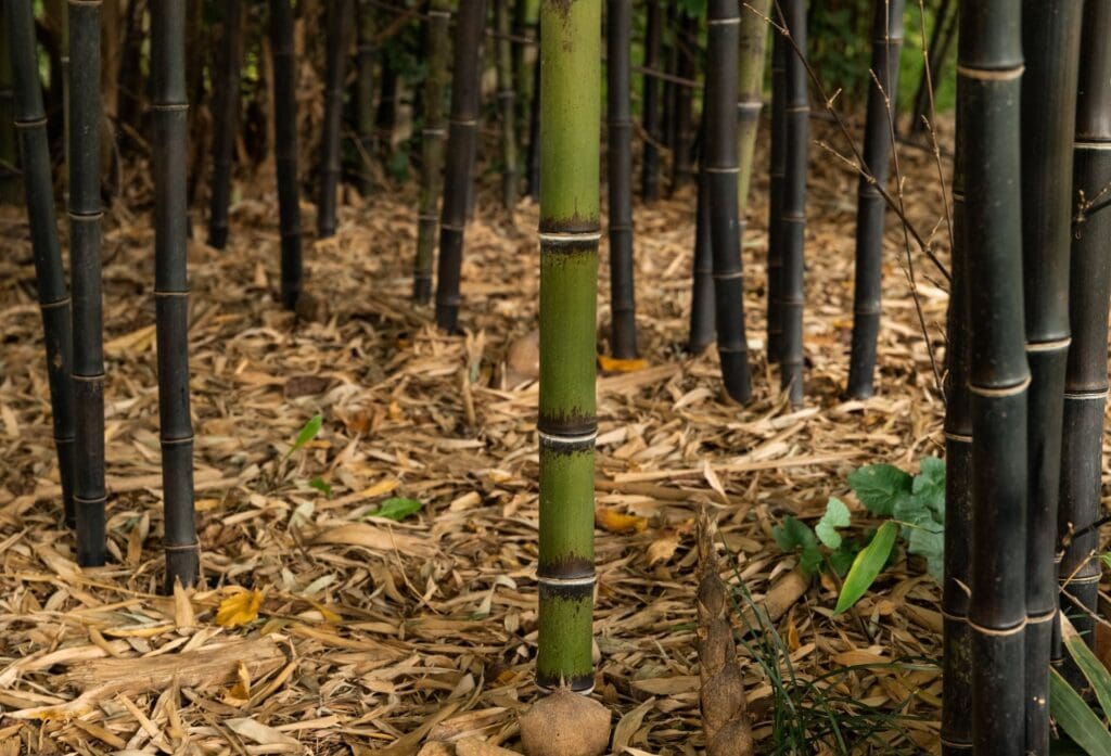bamboo culms growing in leaf littered ground