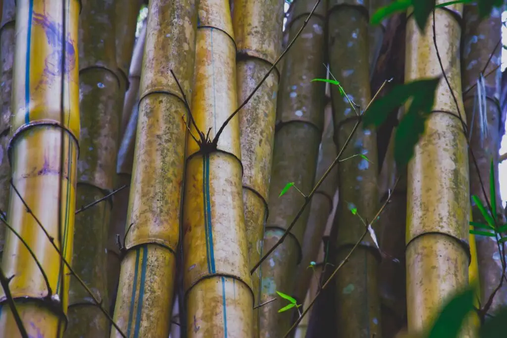 bamboo culm stem