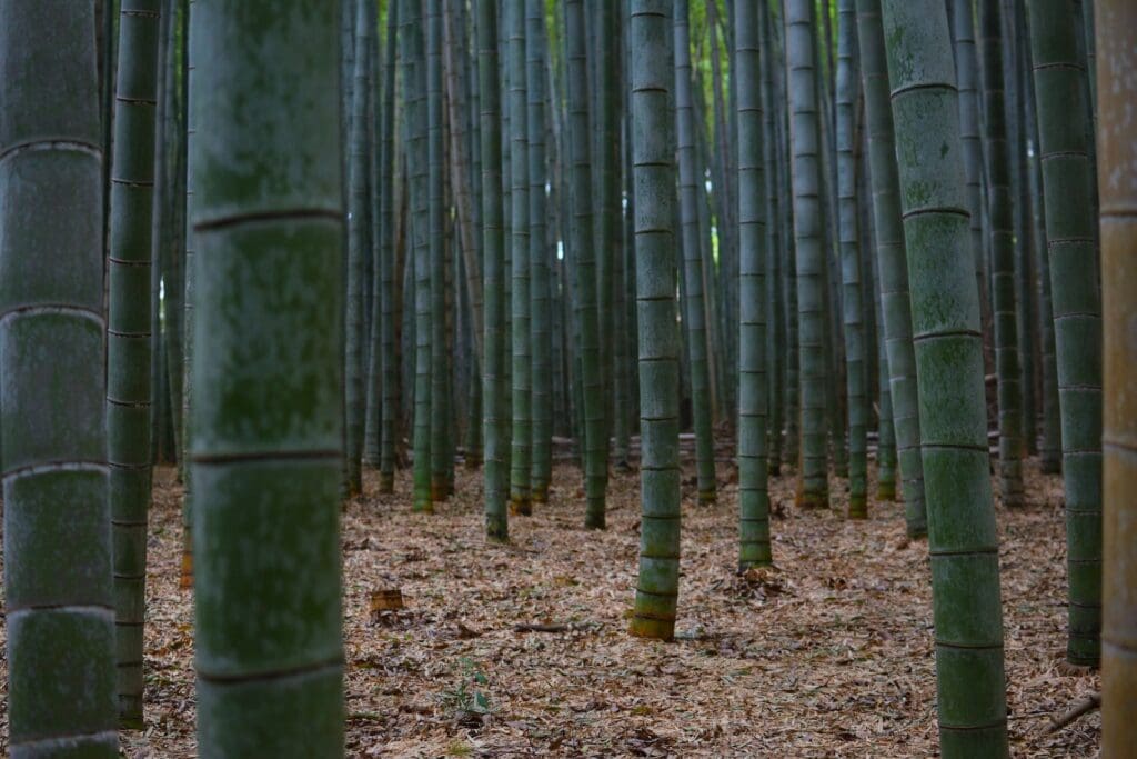 dark bamboo forest
