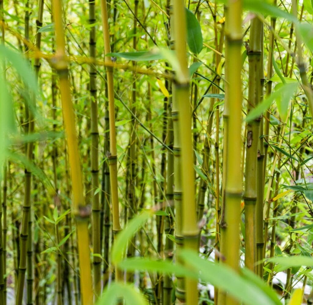 dense bamboo thicket