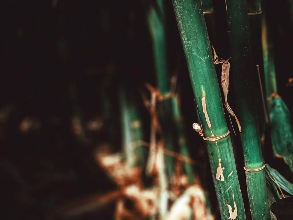 green bamboo cane