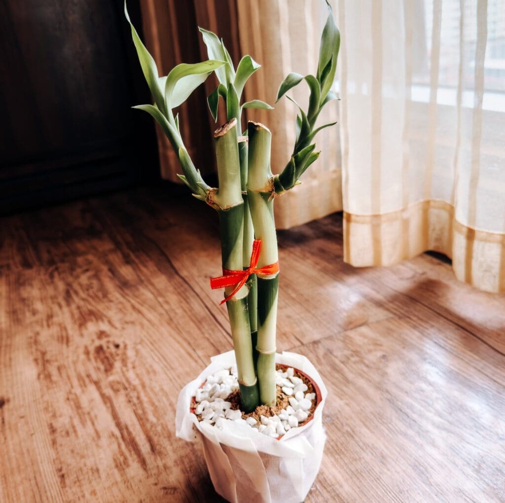 lucky bamboo plant in small pot, red ribbon tied around stalk, window in background