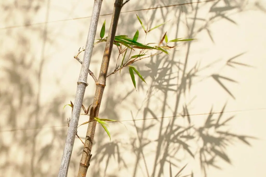 Bamboo casting shade on wall