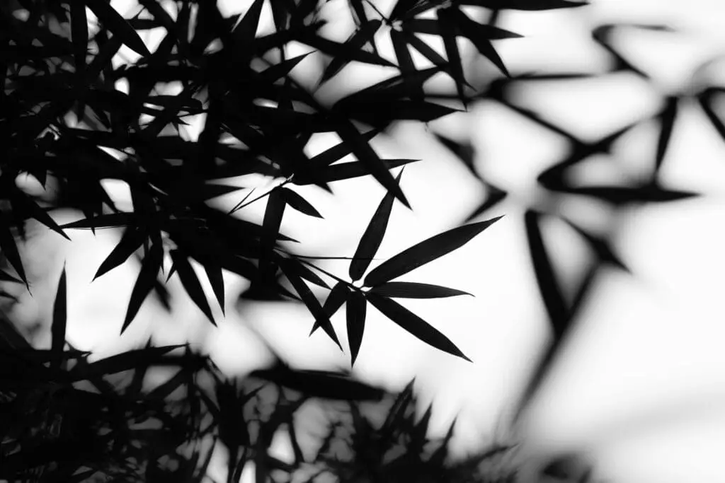 bamboo foliage, black and white