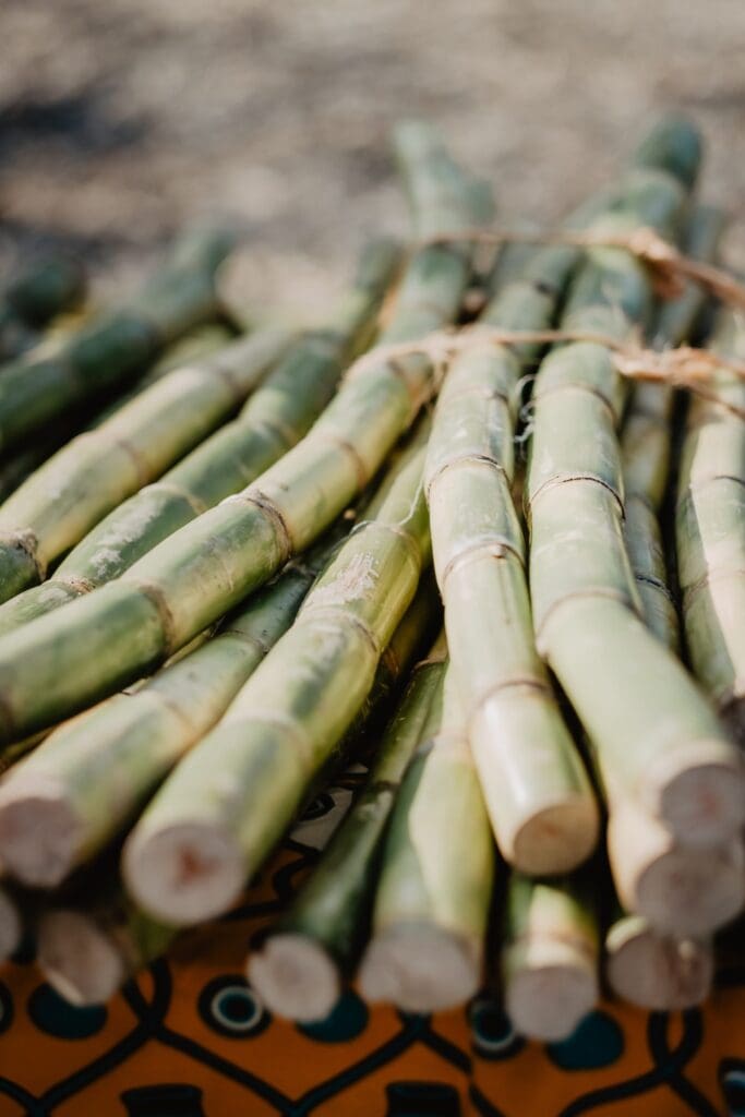 cut bamboo canes bundled