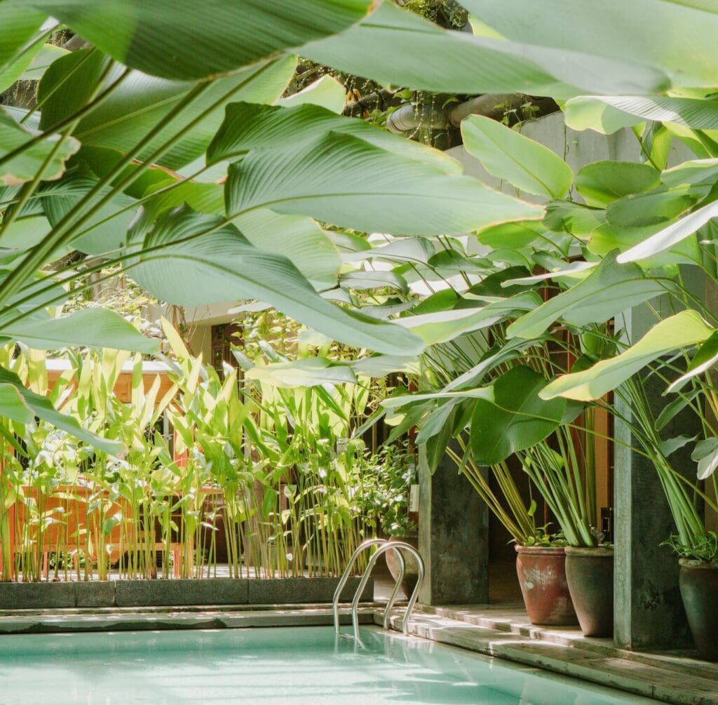 lush plants around swimming pool