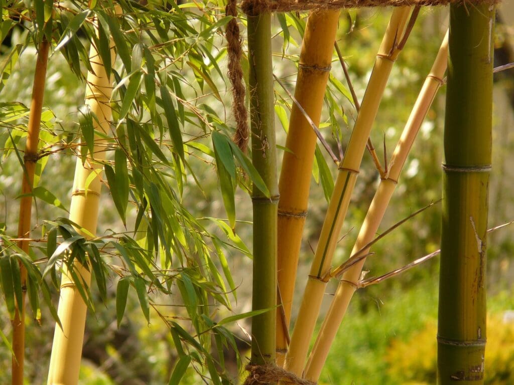 bamboo, garden bamboo, nature-5065.jpg