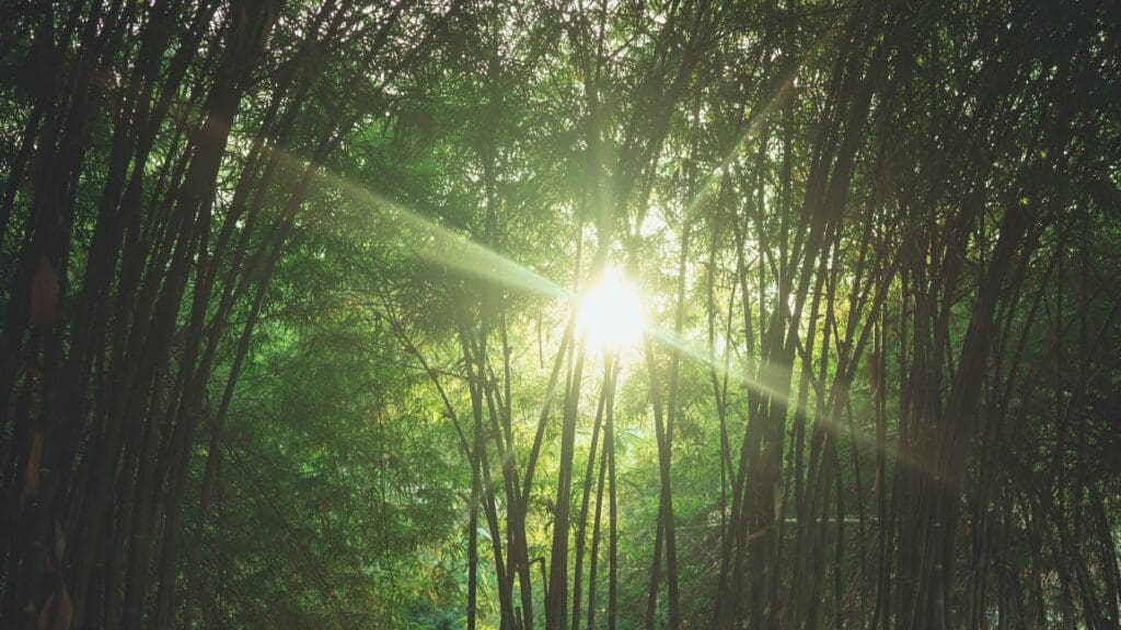 sun beaming through bamboo forest