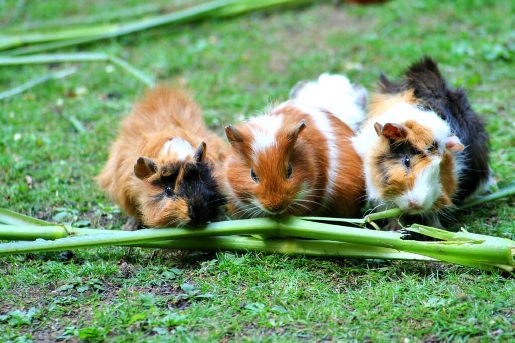 3 guinea pigs eating green stalks