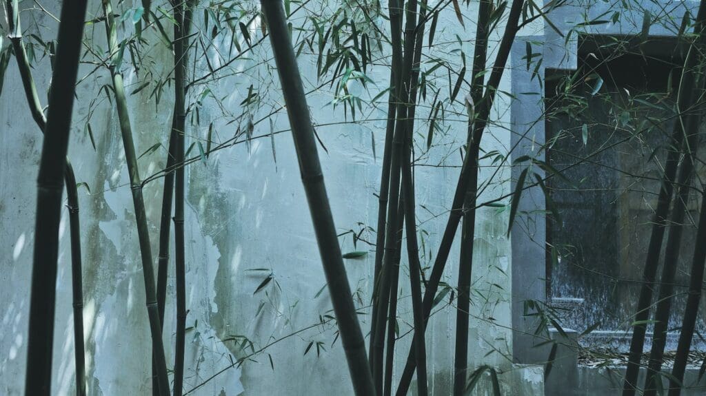 bamboo in foggy misty conditions