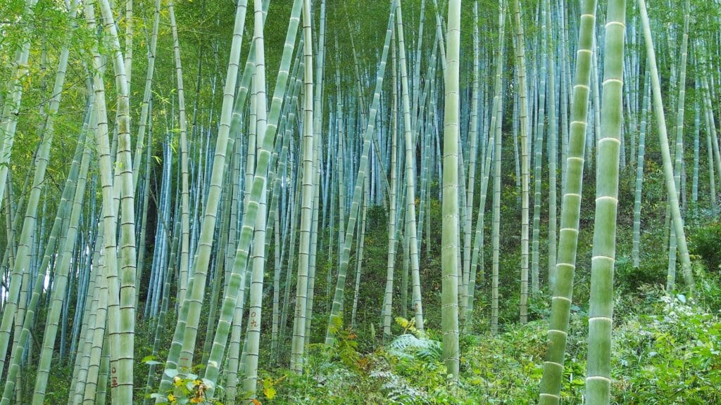 bamboo spreading through forest