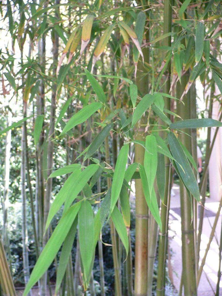 Phyllostachys nigra var henonis (Henon Bamboo)