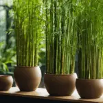 An image showcasing a vibrant collection of potted bamboo plants, elegantly arranged in various sizes of sleek, decorative containers