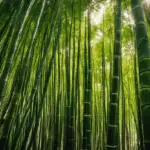 An image showcasing a flourishing bamboo grove surrounded by dappled sunlight filtering through a dense canopy of tall trees, with vibrant green bamboo shoots stretching towards the sky in rich, moist soil